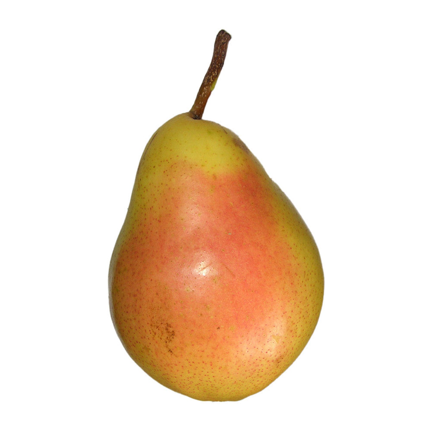 Santa Maria (vajkörte)