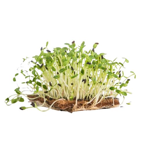 Napraforgó mikrozöld otthoni szüretelésre 400g