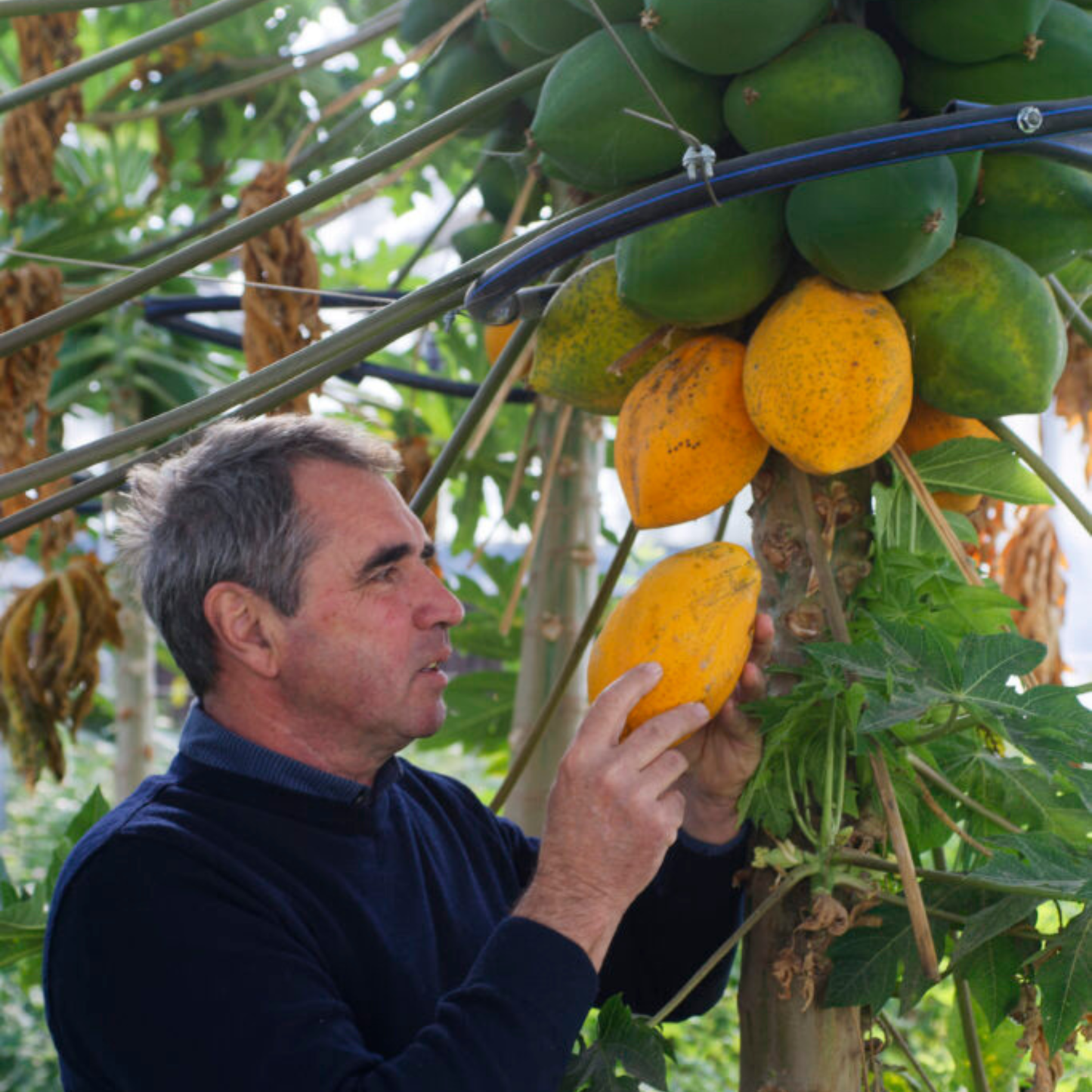Magyar papaya