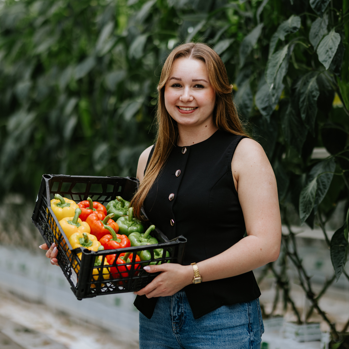Sárga kaliforniai paprika