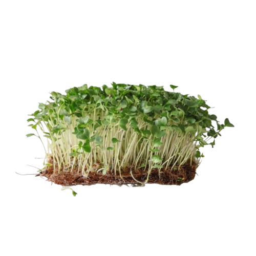 Borsó mikrozöld otthoni szüretelésre 350g