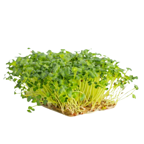 Retek mikrozöld otthoni szüretelésre 250g