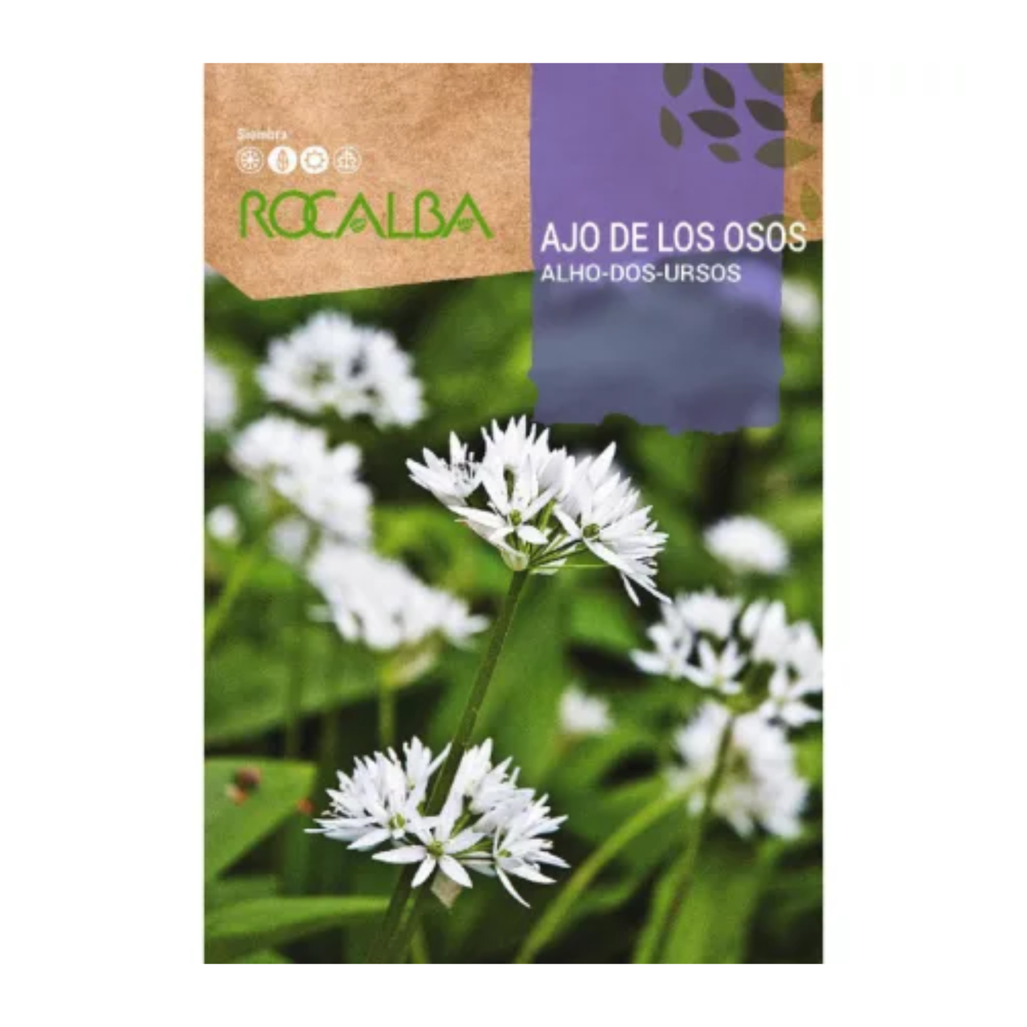Medvehagyma SP vetőmag 1g